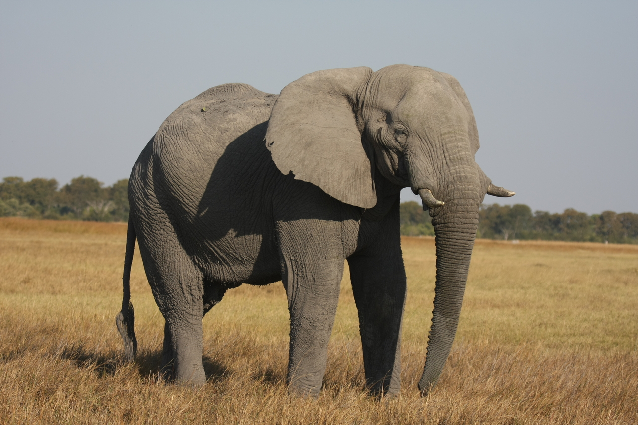 [25023] 2016_06_30_10_01_59_Africa_Canon_EOS_40D_IMG__11887.jpg