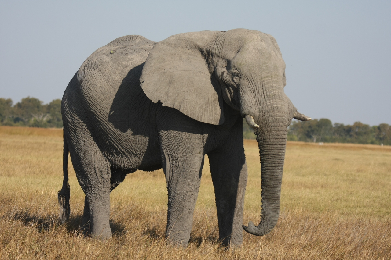 [25032] 2016_06_30_10_02_10_Africa_Canon_EOS_40D_IMG__00719.jpg
