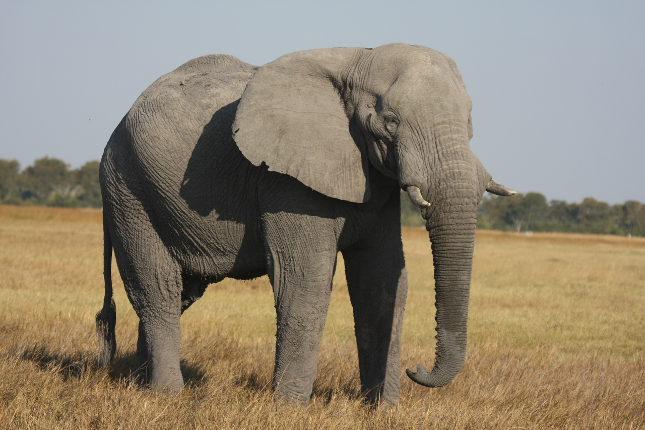[25037] 2016_06_30_10_02_10_Africa_Canon_EOS_40D_IMG__11891.jpg