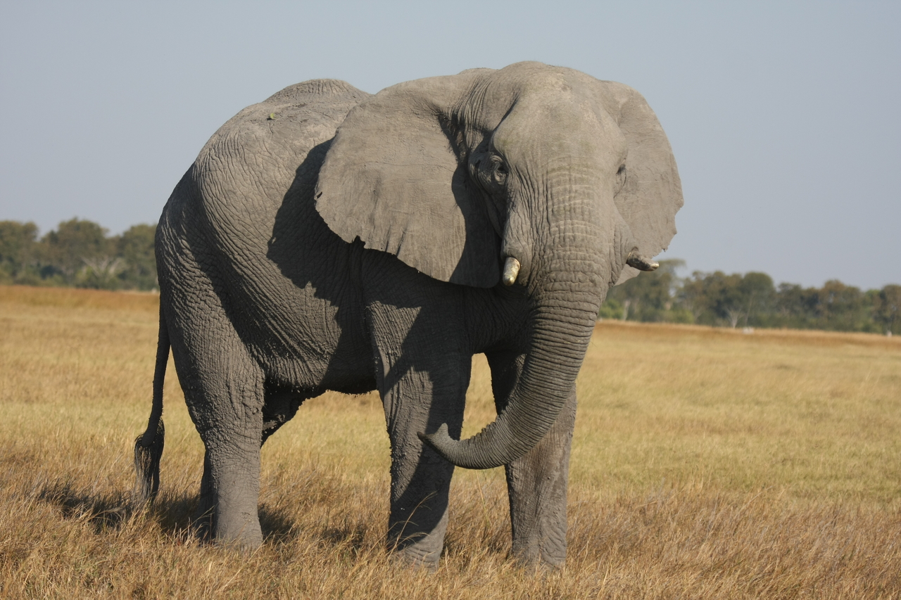 [25050] 2016_06_30_10_02_29_Africa_Canon_EOS_40D_IMG__04451.jpg