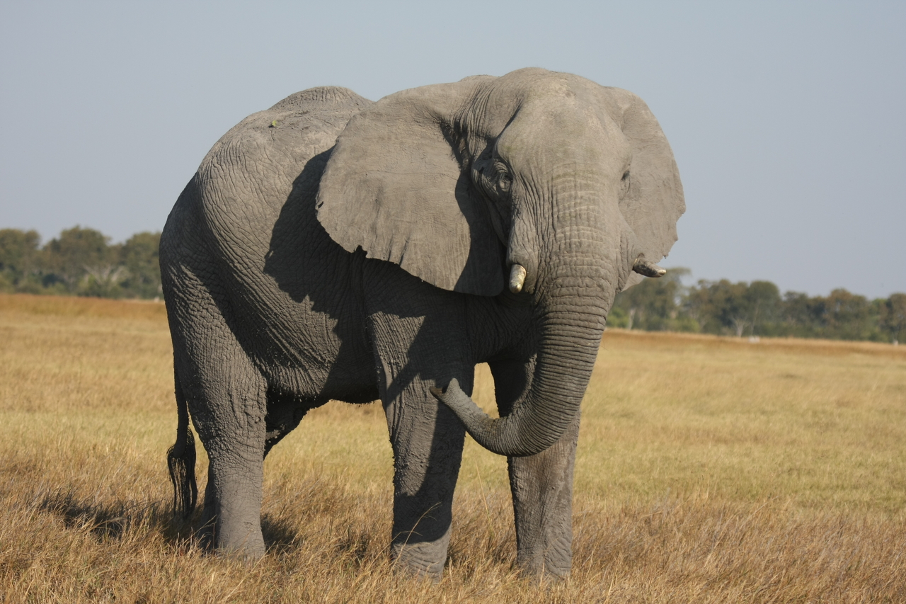 [25057] 2016_06_30_10_02_30_Africa_Canon_EOS_40D_IMG__11900.jpg