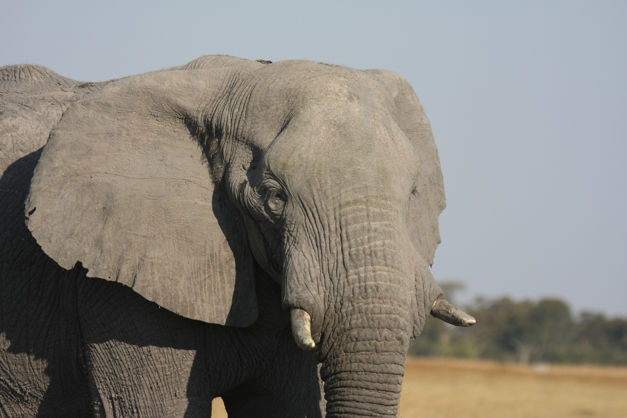 [25058] 2016_06_30_10_02_41_Africa_Canon_EOS_40D_IMG__00728.jpg
