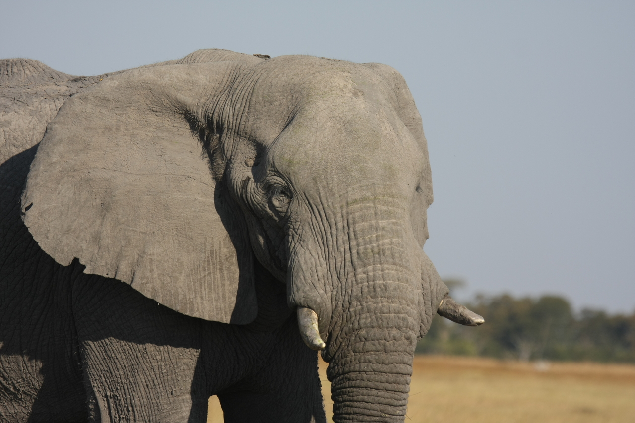 [25063] 2016_06_30_10_02_41_Africa_Canon_EOS_40D_IMG__04456.jpg