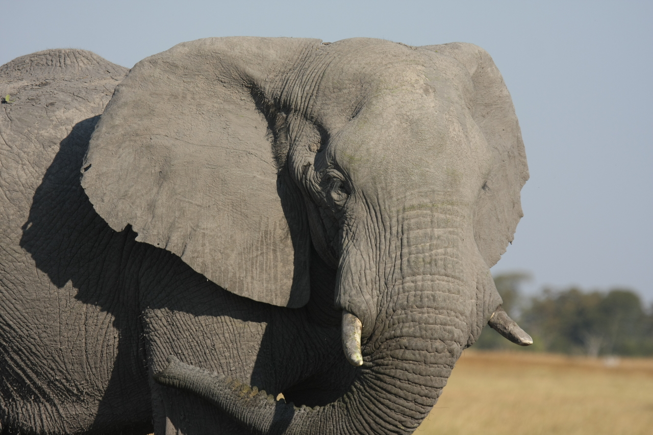 [25079] 2016_06_30_10_02_45_Africa_Canon_EOS_40D_IMG__00736.jpg