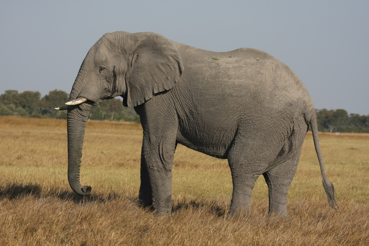 [25088] 2016_06_30_10_03_33_Africa_Canon_EOS_40D_IMG__00739.jpg