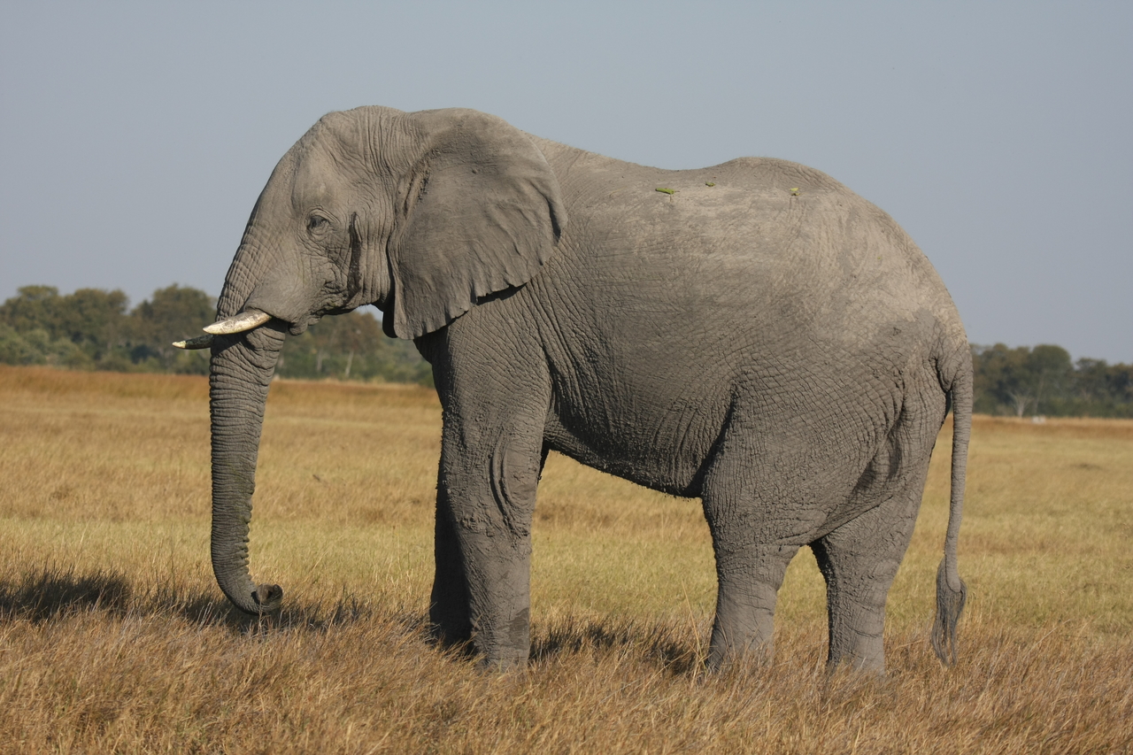 [25095] 2016_06_30_10_03_33_Africa_Canon_EOS_40D_IMG__11913.jpg