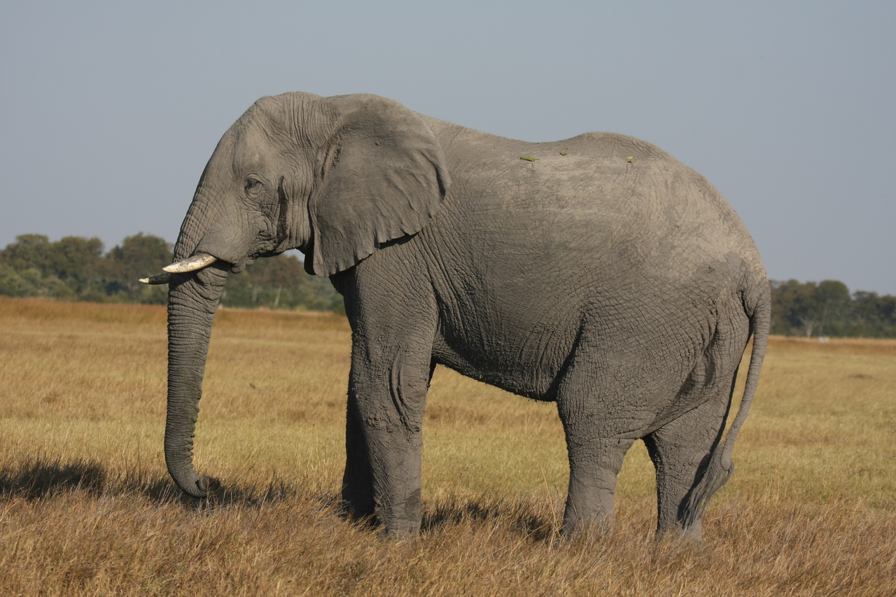 [25096] 2016_06_30_10_03_33_Africa_Canon_EOS_40D_IMG__11914.jpg