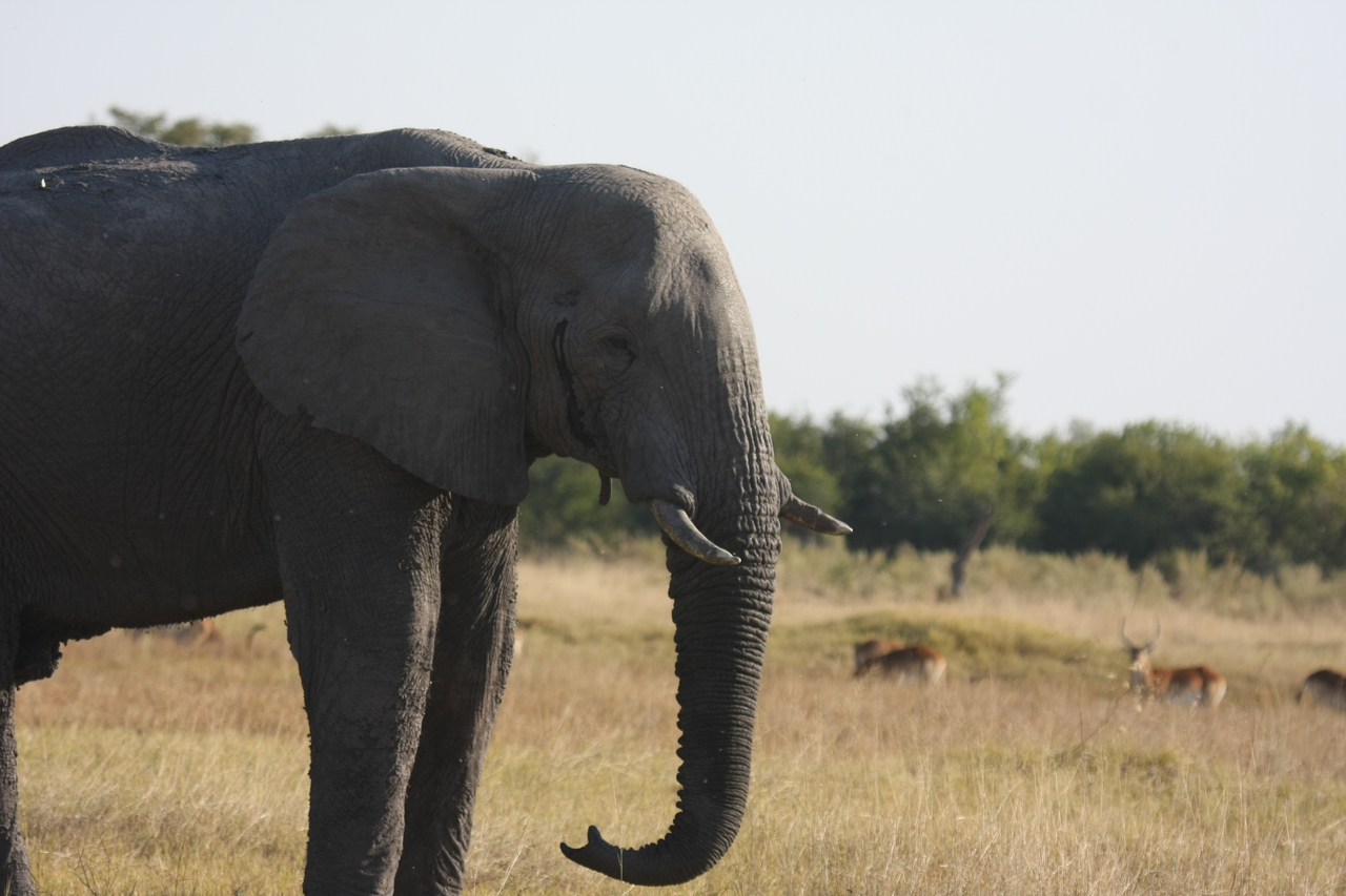 [25111] 2016_06_30_10_06_15_Africa_Canon_EOS_40D_IMG__11920.jpg