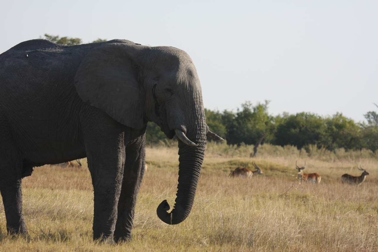 [25120] 2016_06_30_10_06_22_Africa_Canon_EOS_40D_IMG__11921.jpg