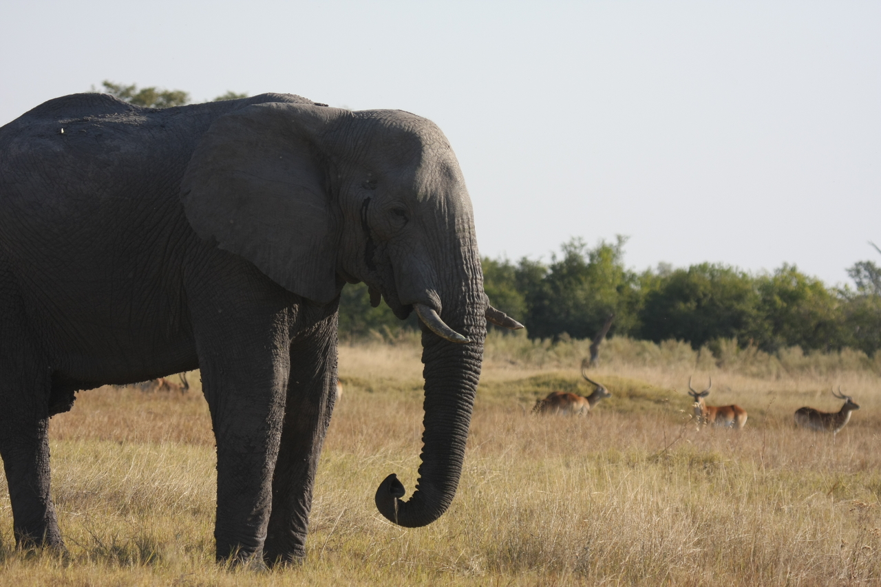[25121] 2016_06_30_10_06_22_Africa_Canon_EOS_40D_IMG__11922.jpg