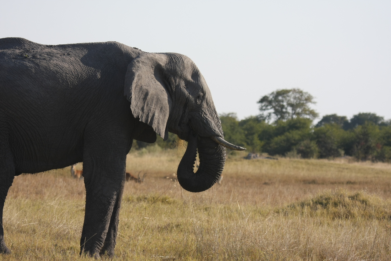 [25123] 2016_06_30_10_06_56_Africa_Canon_EOS_40D_IMG__00751.jpg