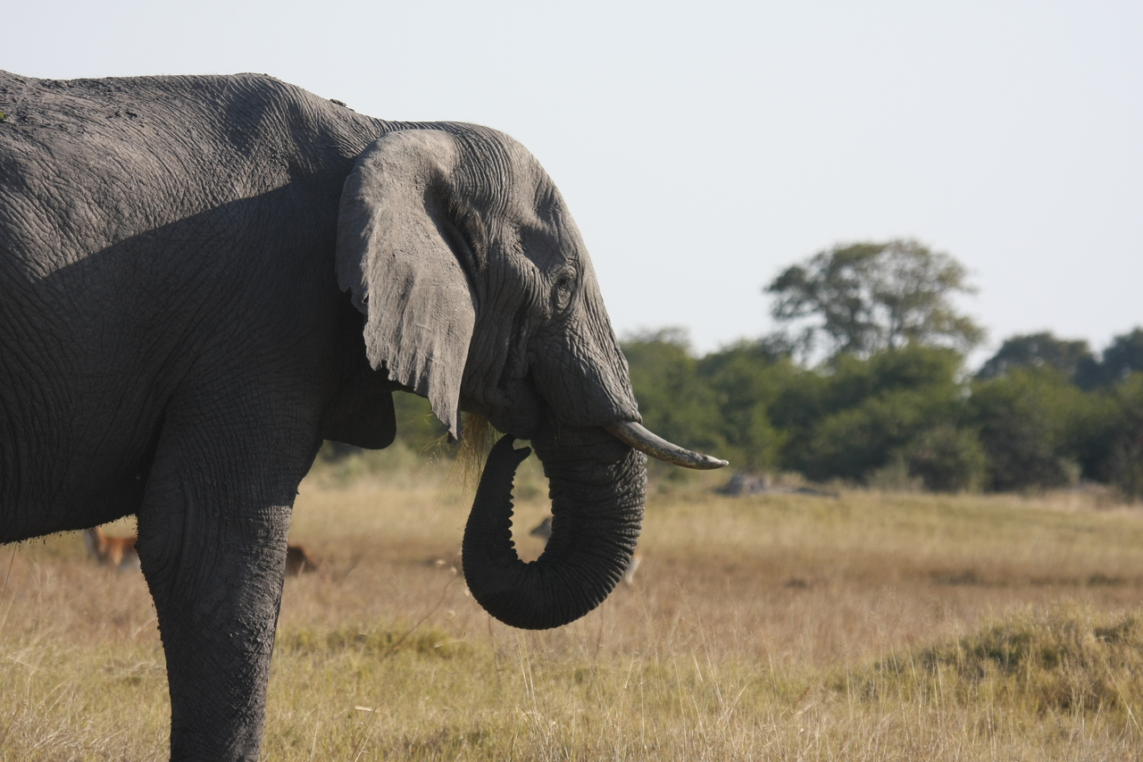 [25134] 2016_06_30_10_06_58_Africa_Canon_EOS_40D_IMG__11925.jpg