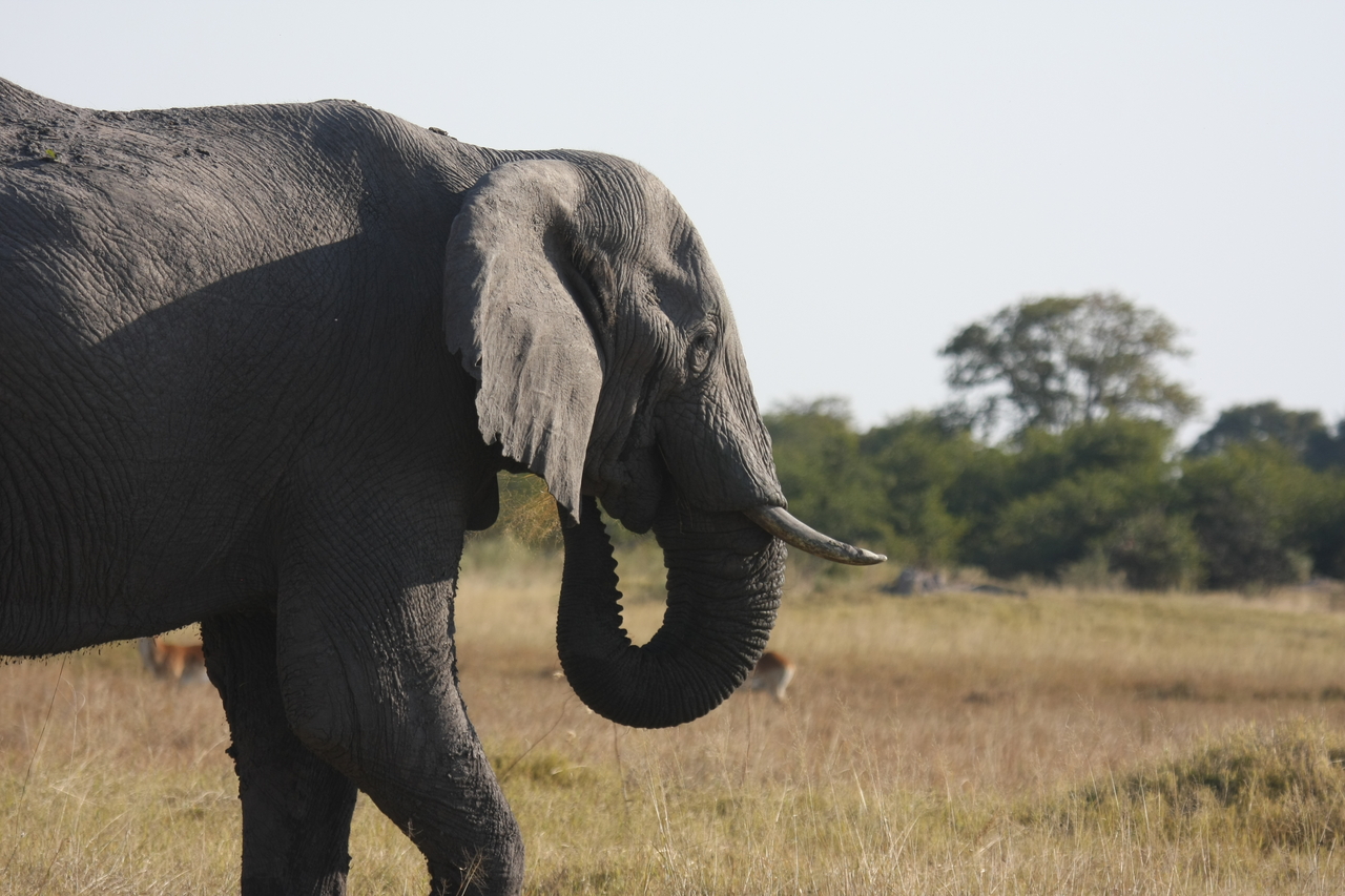 [25136] 2016_06_30_10_06_58_Africa_Canon_EOS_40D_IMG__11927.jpg