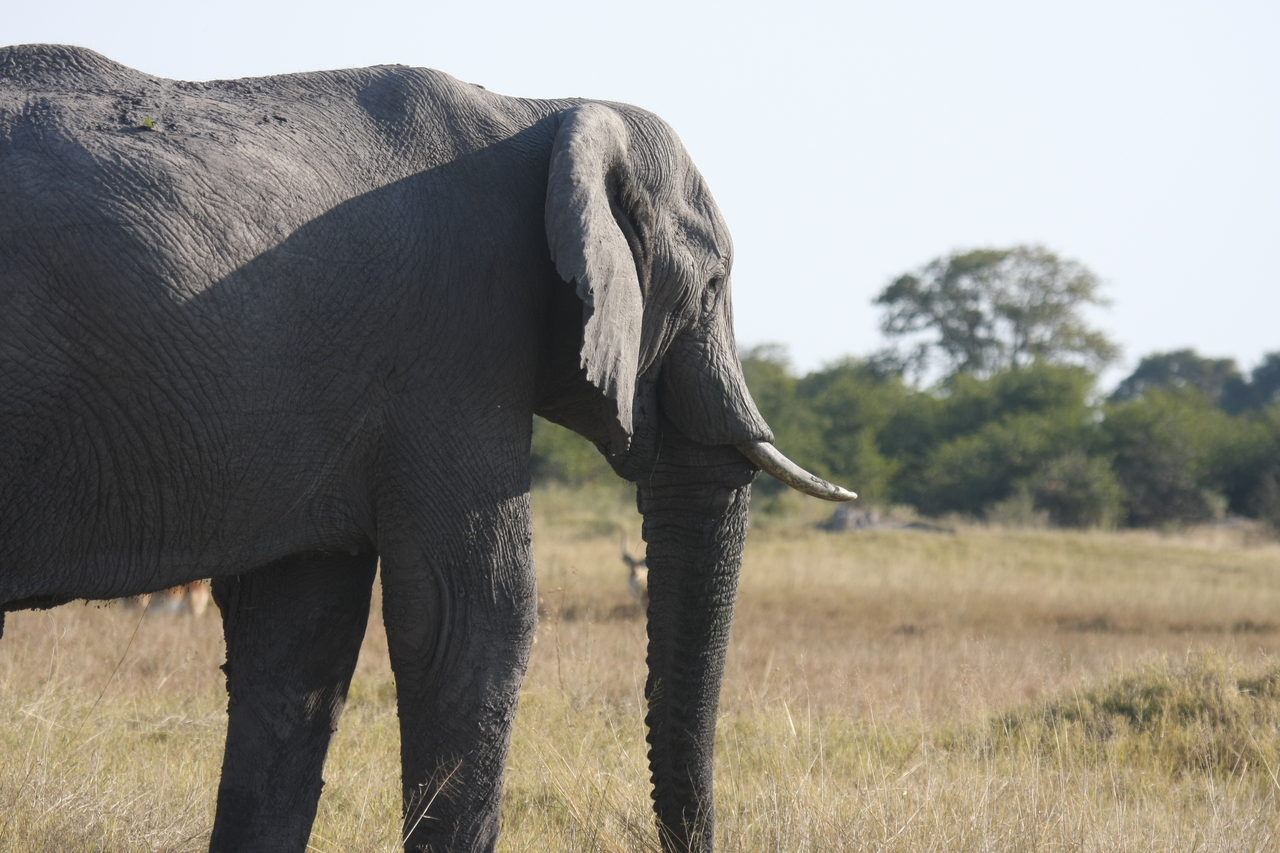 [25142] 2016_06_30_10_07_01_Africa_Canon_EOS_40D_IMG__11929.jpg