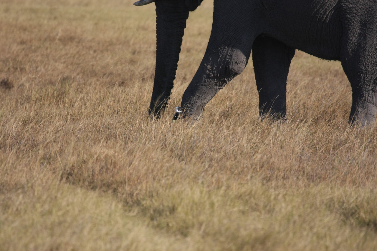[25155] 2016_06_30_10_09_30_Africa_Canon_EOS_40D_IMG__11933.jpg