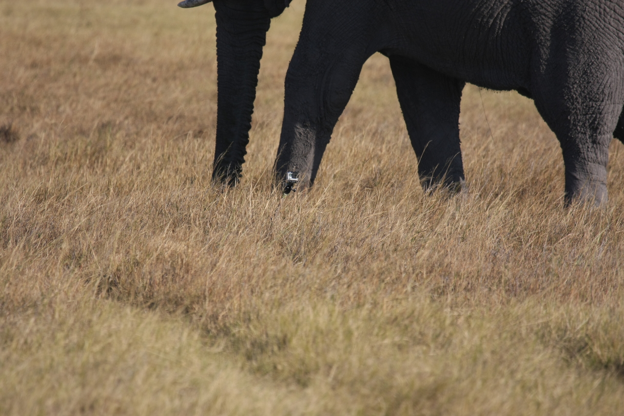 [25156] 2016_06_30_10_09_31_Africa_Canon_EOS_40D_IMG__00761.jpg