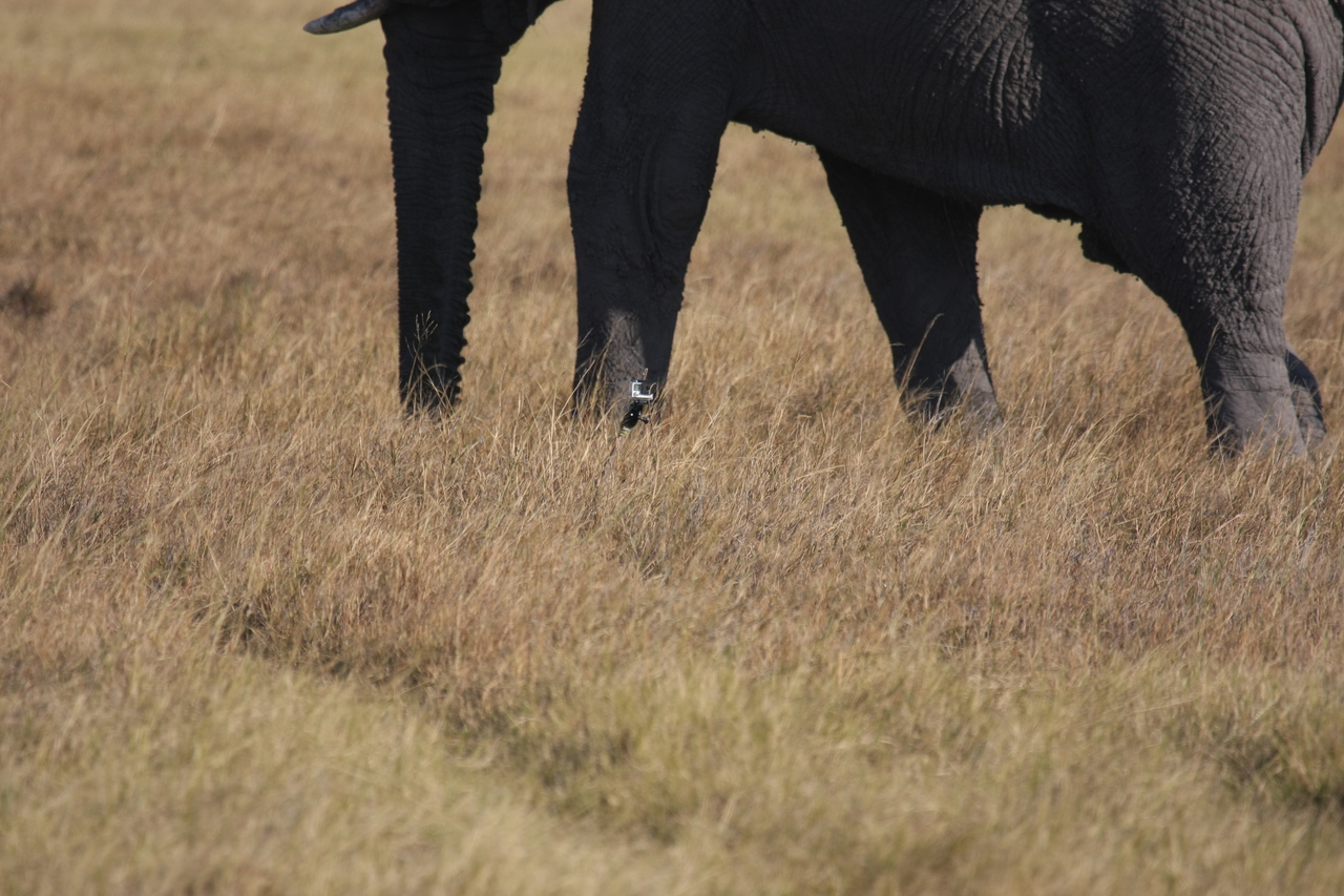 [25157] 2016_06_30_10_09_31_Africa_Canon_EOS_40D_IMG__00762.jpg