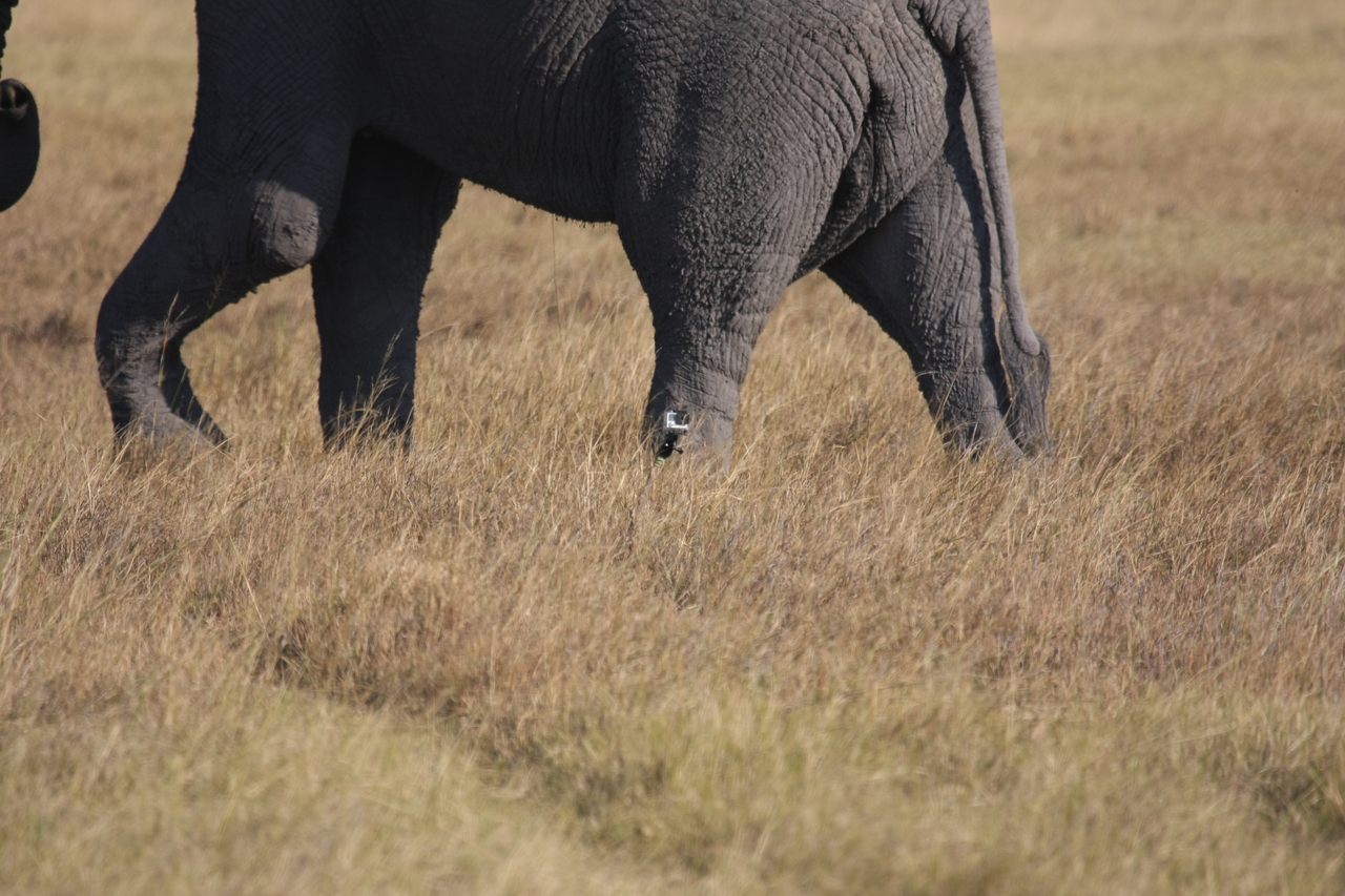 [25182] 2016_06_30_10_09_33_Africa_Canon_EOS_40D_IMG__11943.jpg