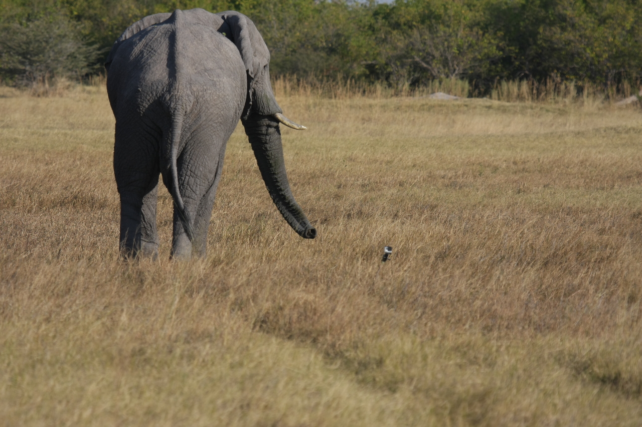 [25194] 2016_06_30_10_09_53_Africa_Canon_EOS_40D_IMG__11947.jpg