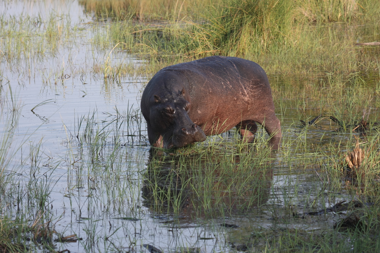 [27528] 2016_07_02_02_44_50_Africa_Canon_EOS_40D_IMG__00113.jpg