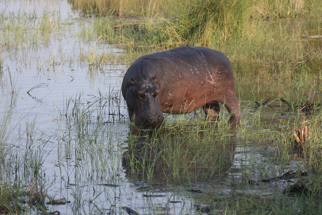 [27532] 2016_07_02_02_44_50_Africa_Canon_EOS_40D_IMG__11991.jpg