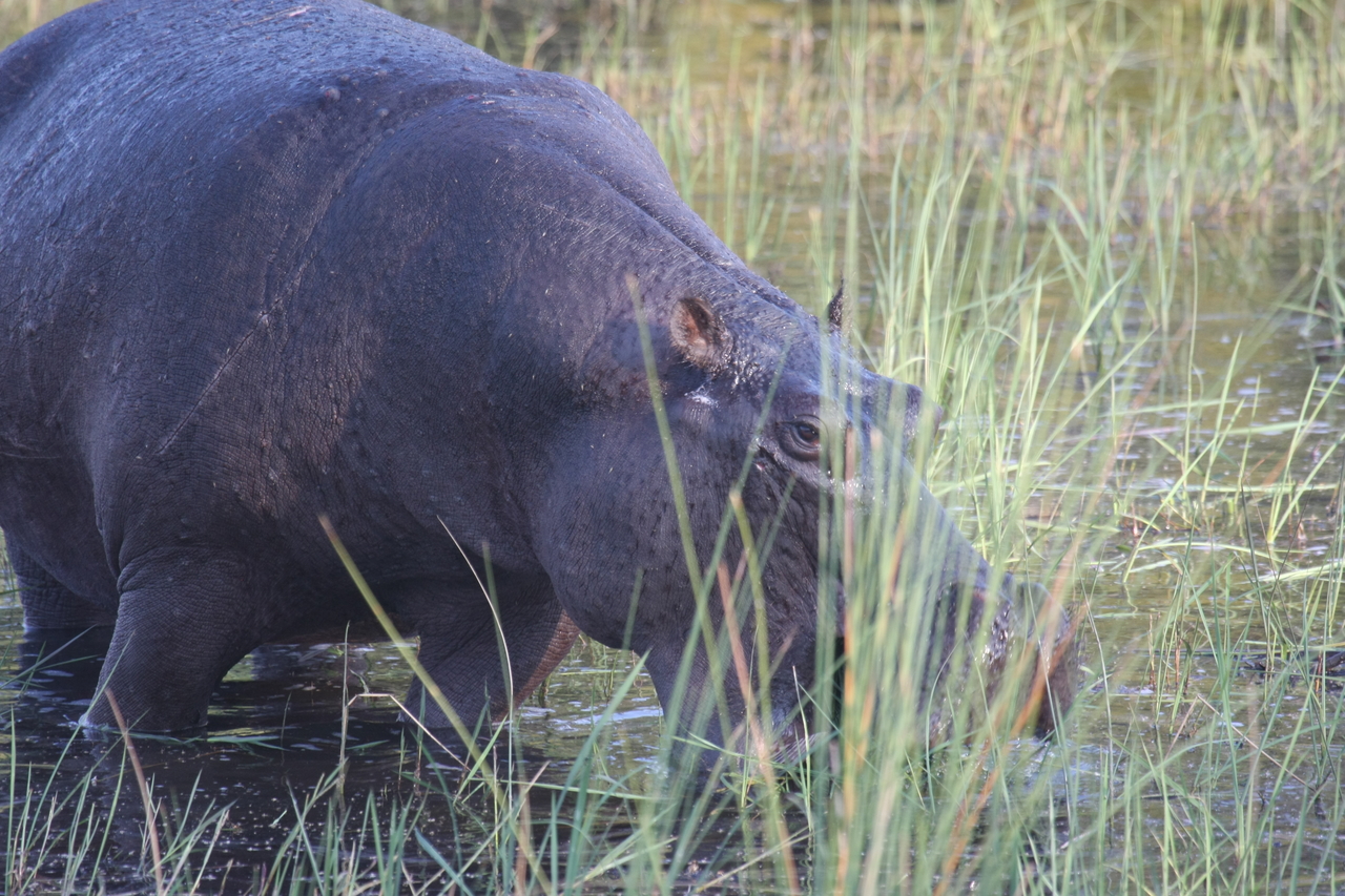 [27555] 2016_07_02_02_45_21_Africa_Canon_EOS_40D_IMG__12267.jpg