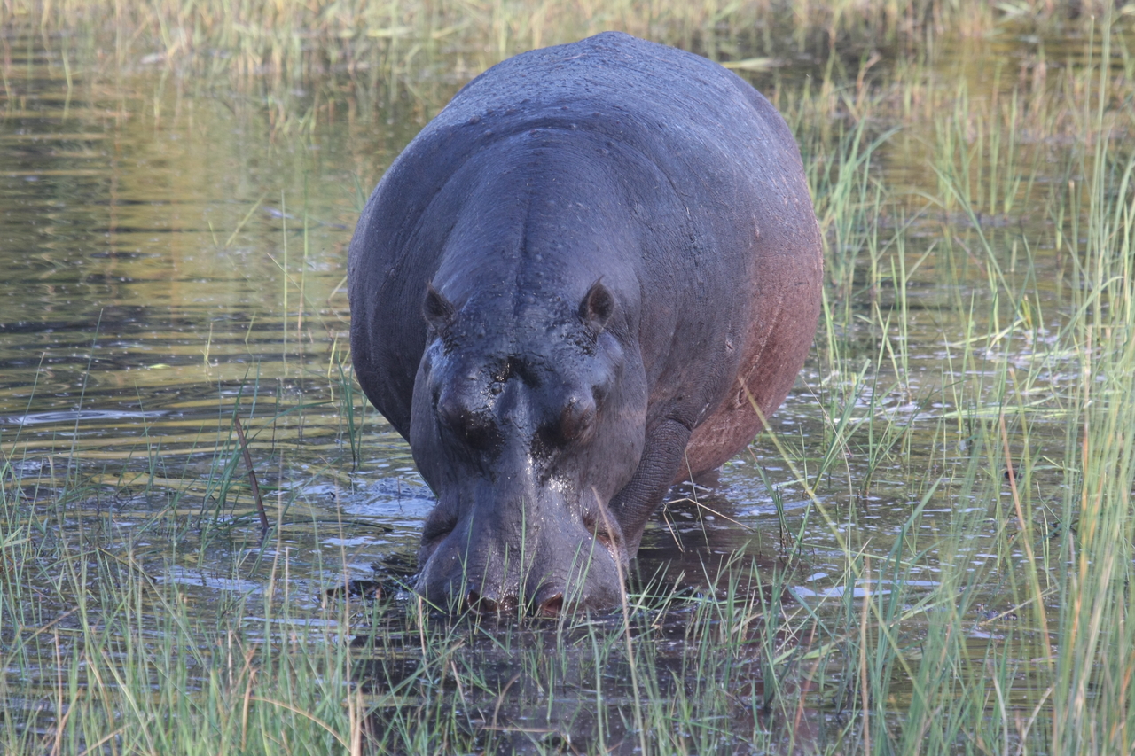 [27571] 2016_07_02_02_45_30_Africa_Canon_EOS_40D_IMG__00058.jpg