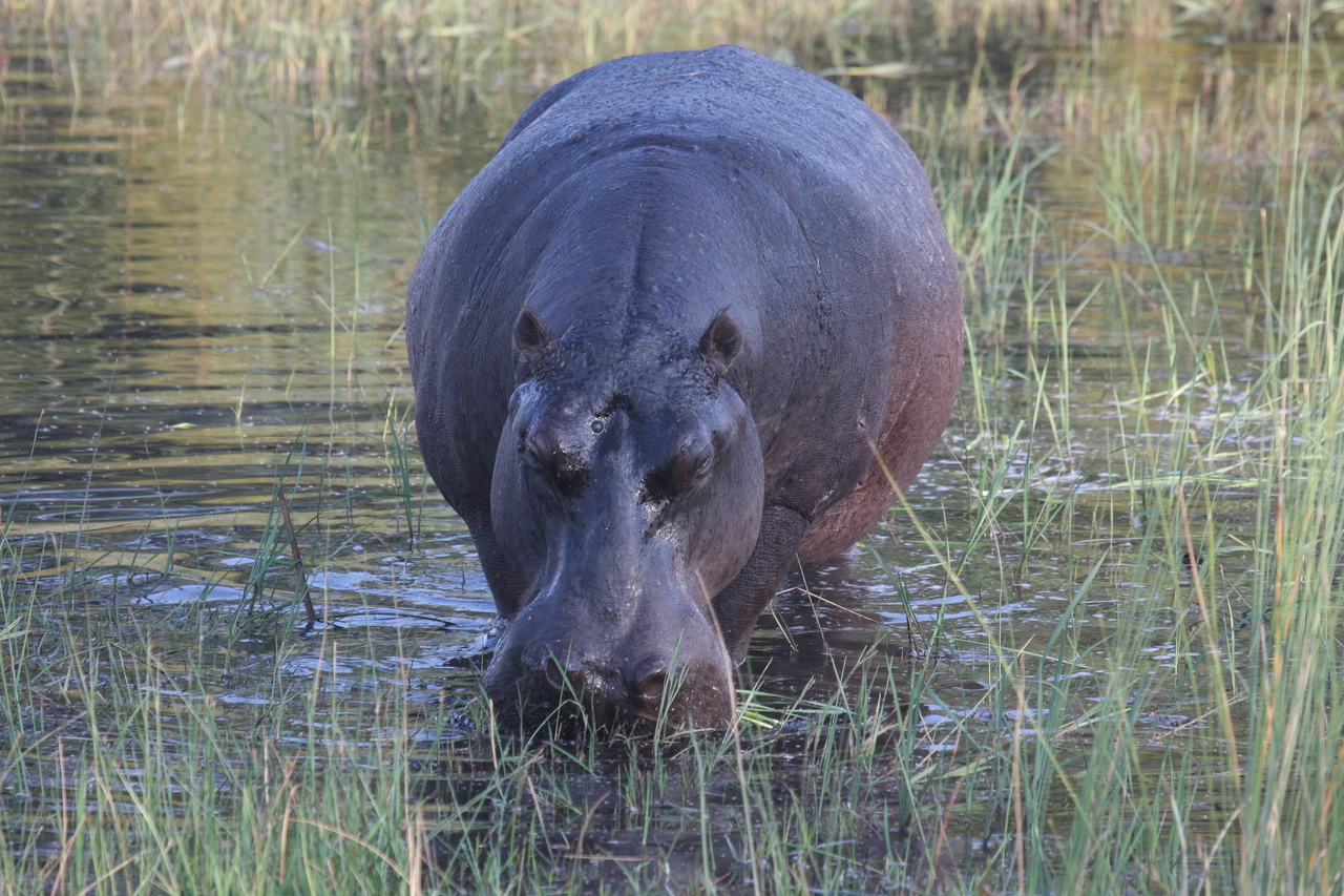 [27573] 2016_07_02_02_45_30_Africa_Canon_EOS_40D_IMG__00080.jpg