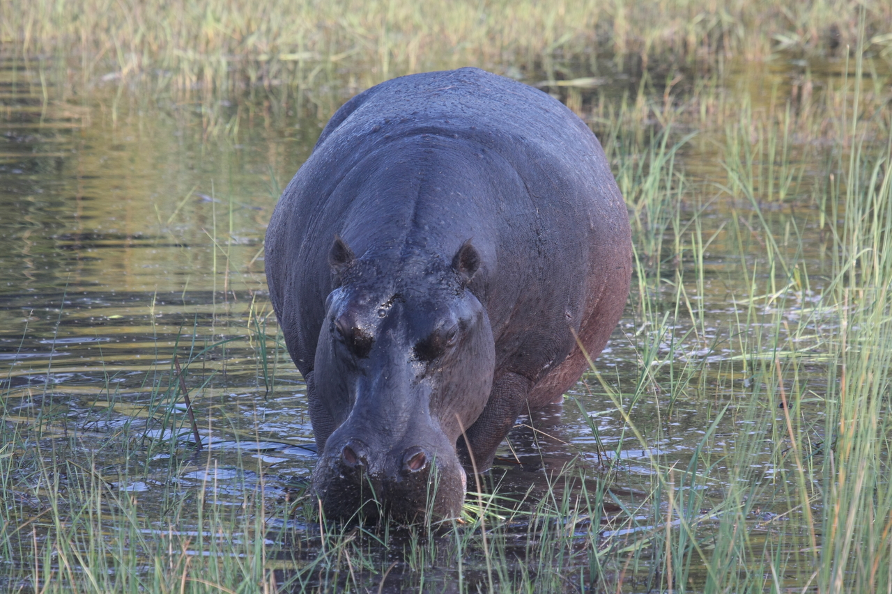 [27580] 2016_07_02_02_45_31_Africa_Canon_EOS_40D_IMG__00091.jpg