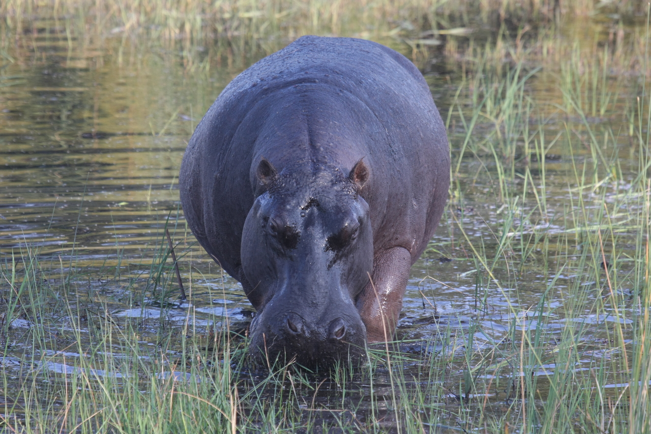 [27588] 2016_07_02_02_45_34_Africa_Canon_EOS_40D_IMG__12104.jpg