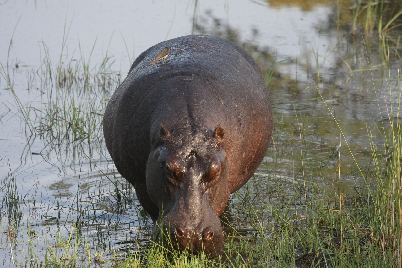 [27619] 2016_07_02_02_47_00_Africa_Canon_EOS_40D_IMG__04756.jpg