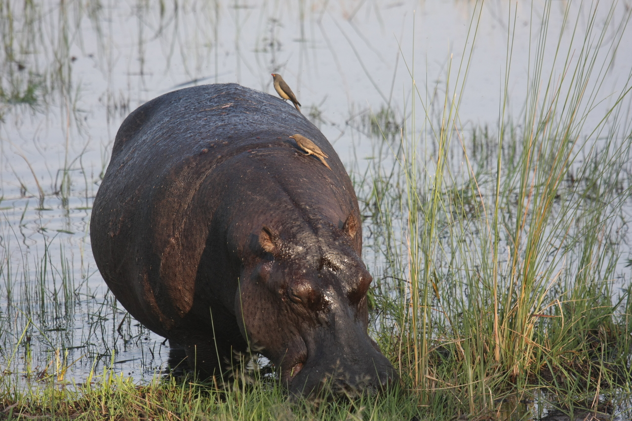 [27675] 2016_07_02_02_48_03_Africa_Canon_EOS_40D_IMG__12222.jpg