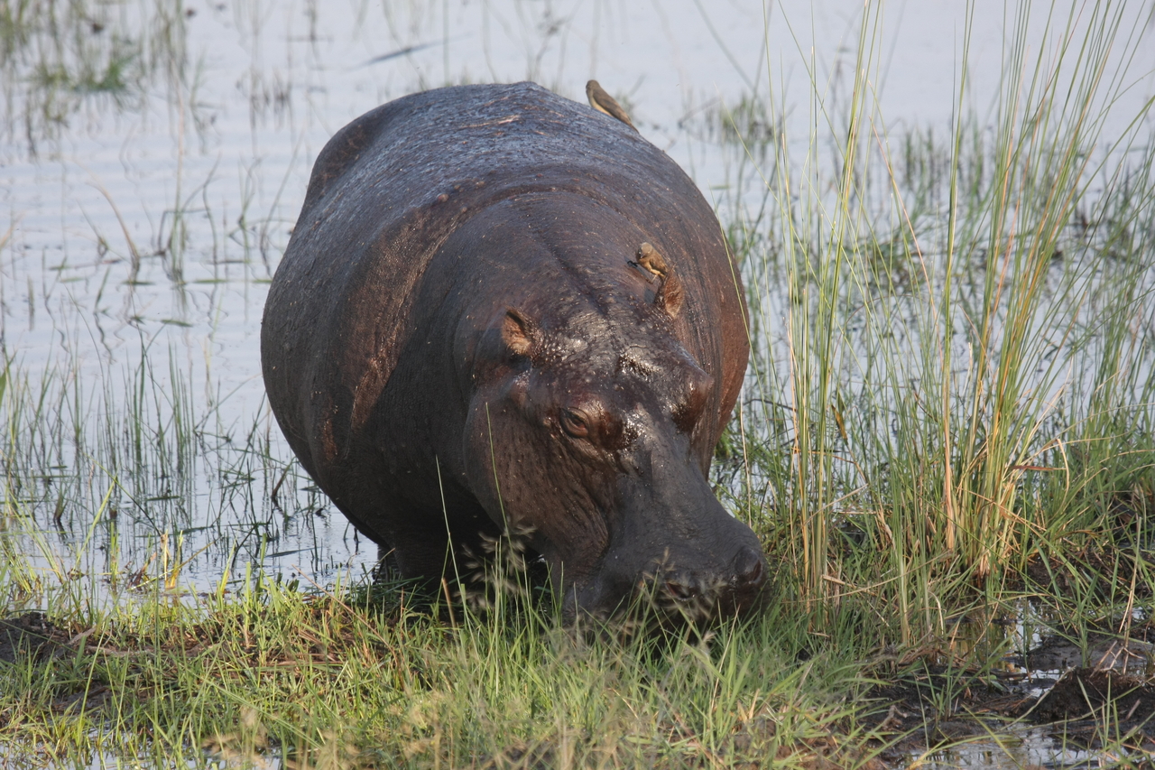 [27684] 2016_07_02_02_48_08_Africa_Canon_EOS_40D_IMG__12226.jpg