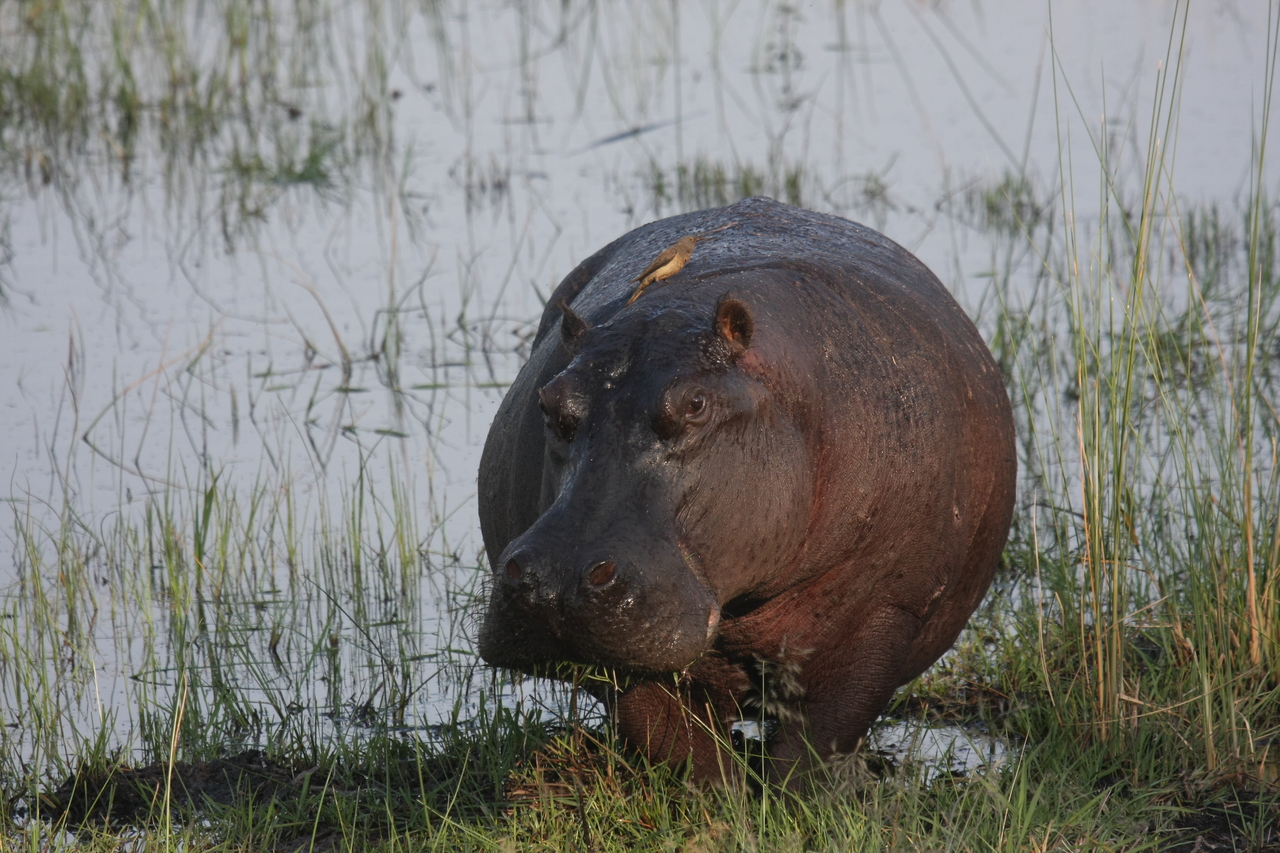 [27688] 2016_07_02_02_48_35_Africa_Canon_EOS_40D_IMG__00238.jpg