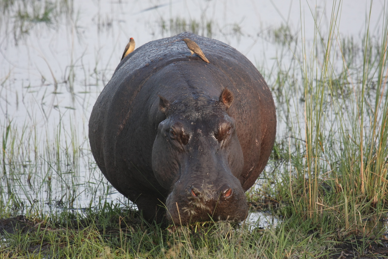 [27724] 2016_07_02_02_48_48_Africa_Canon_EOS_40D_IMG__12239.jpg