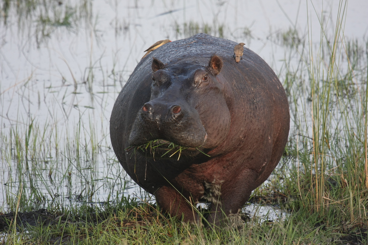 [27743] 2016_07_02_02_48_50_Africa_Canon_EOS_40D_IMG__12247.jpg