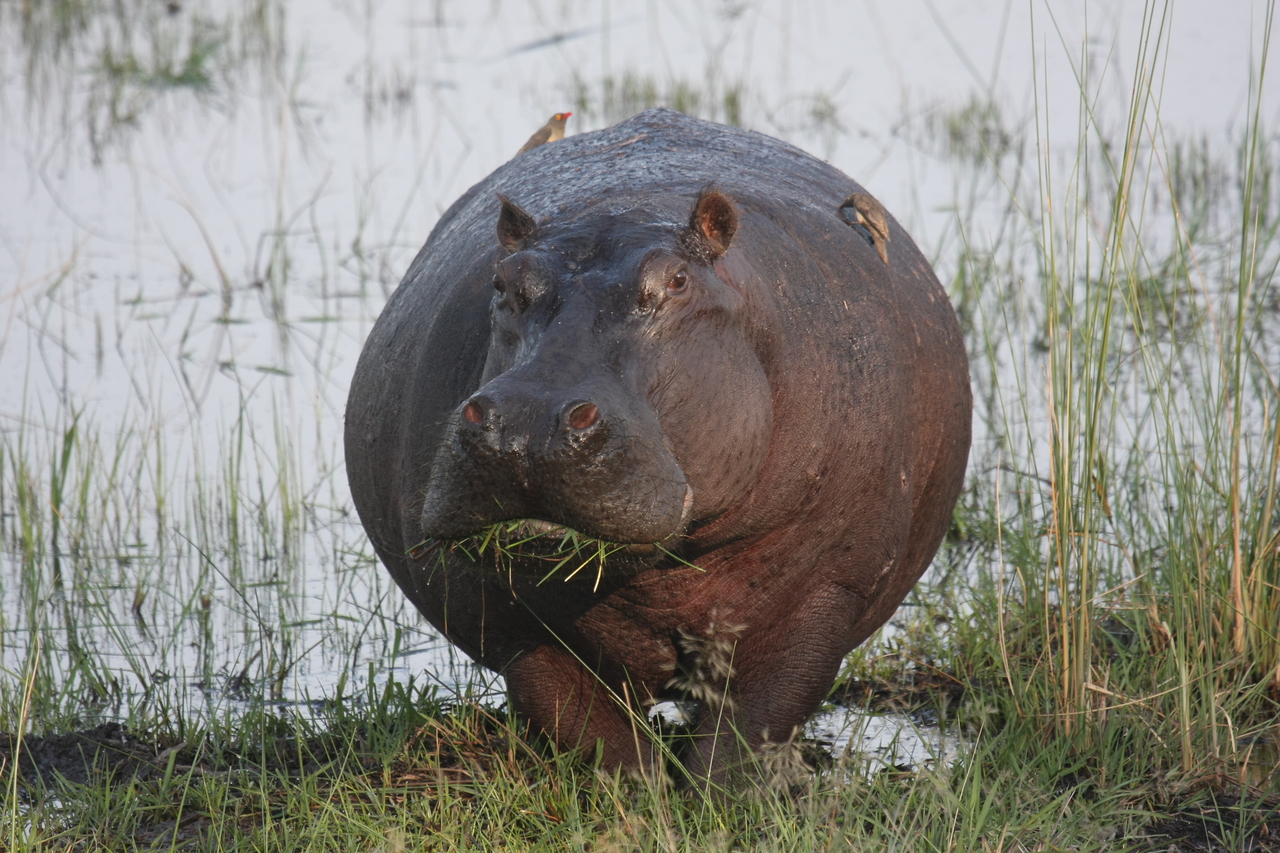 [27751] 2016_07_02_02_48_52_Africa_Canon_EOS_40D_IMG__12249.jpg