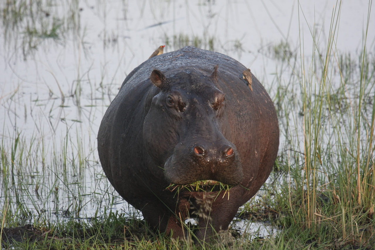 [27754] 2016_07_02_02_48_53_Africa_Canon_EOS_40D_IMG__00262.jpg