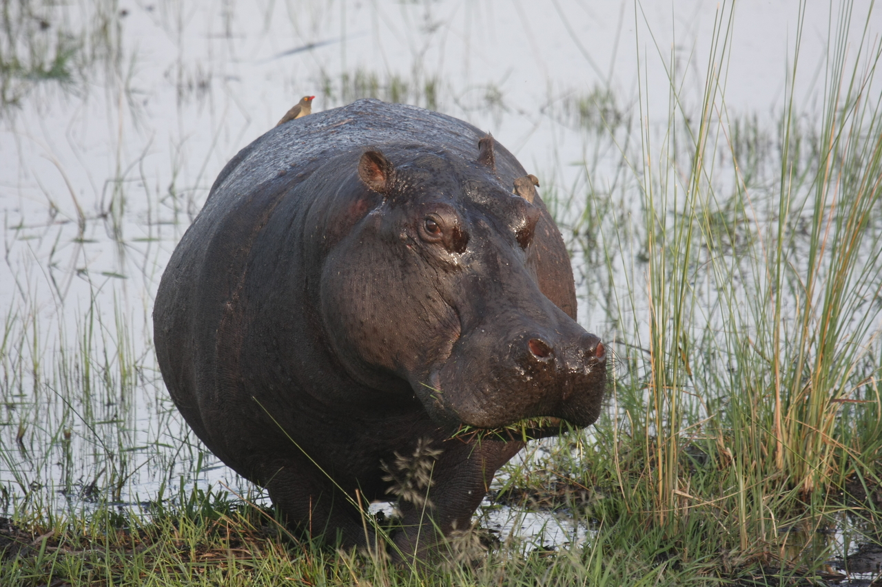 [27756] 2016_07_02_02_48_53_Africa_Canon_EOS_40D_IMG__00264.jpg