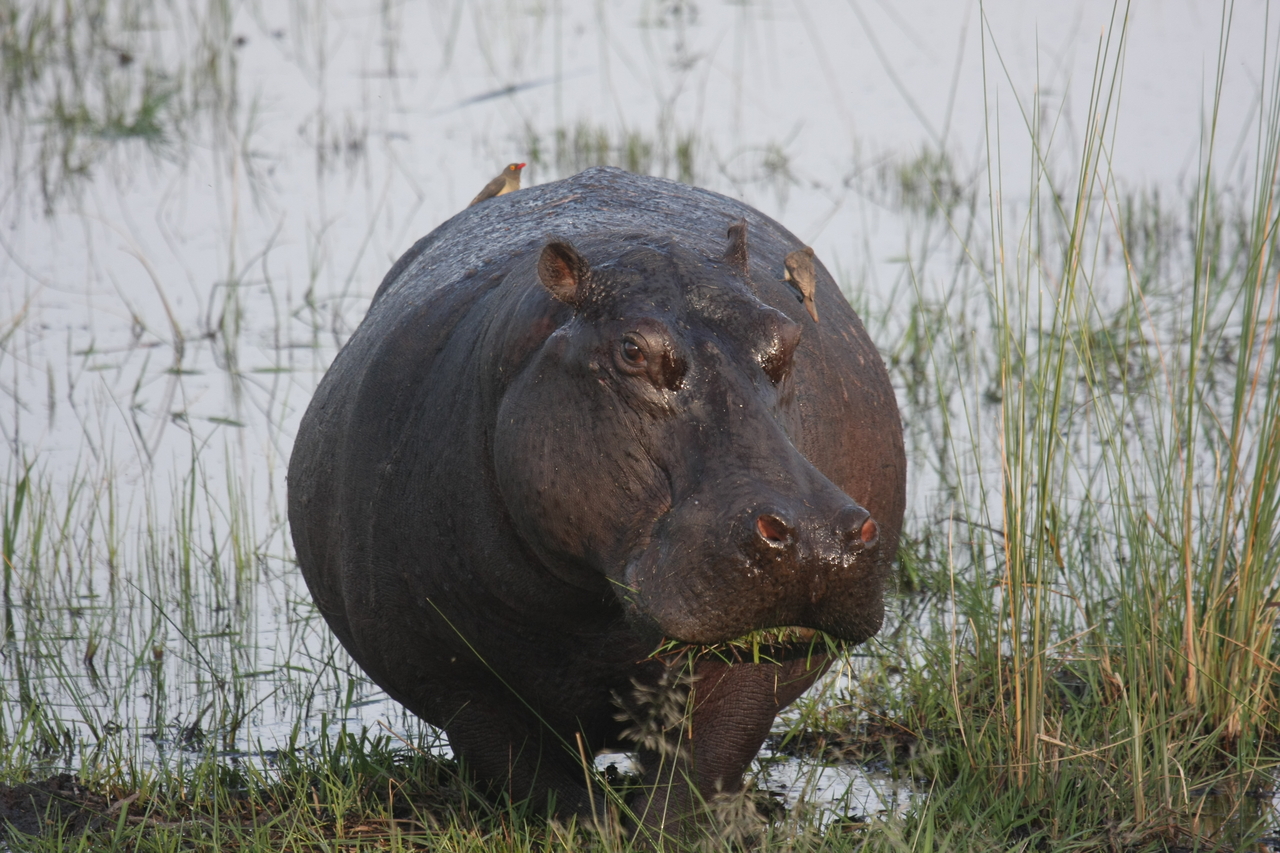 [27761] 2016_07_02_02_48_53_Africa_Canon_EOS_40D_IMG__12253.jpg