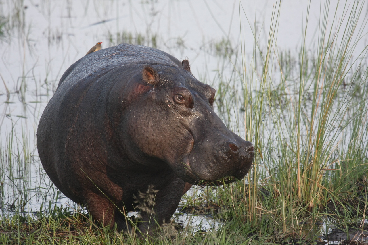 [27764] 2016_07_02_02_48_54_Africa_Canon_EOS_40D_IMG__00267.jpg