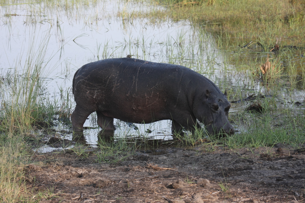 [27792] 2016_07_02_02_49_22_Africa_Canon_EOS_40D_IMG__04819.jpg