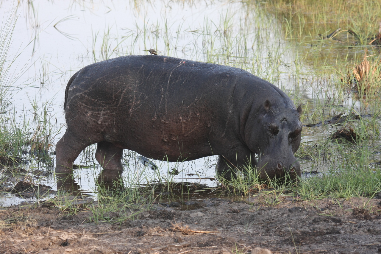 [27797] 2016_07_02_02_49_24_Africa_Canon_EOS_40D_IMG__00279.jpg