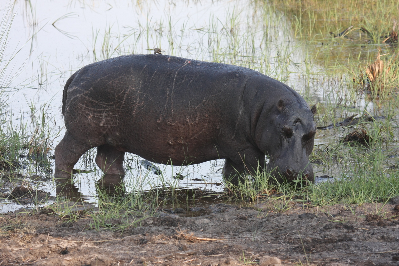 [27800] 2016_07_02_02_49_24_Africa_Canon_EOS_40D_IMG__12268.jpg