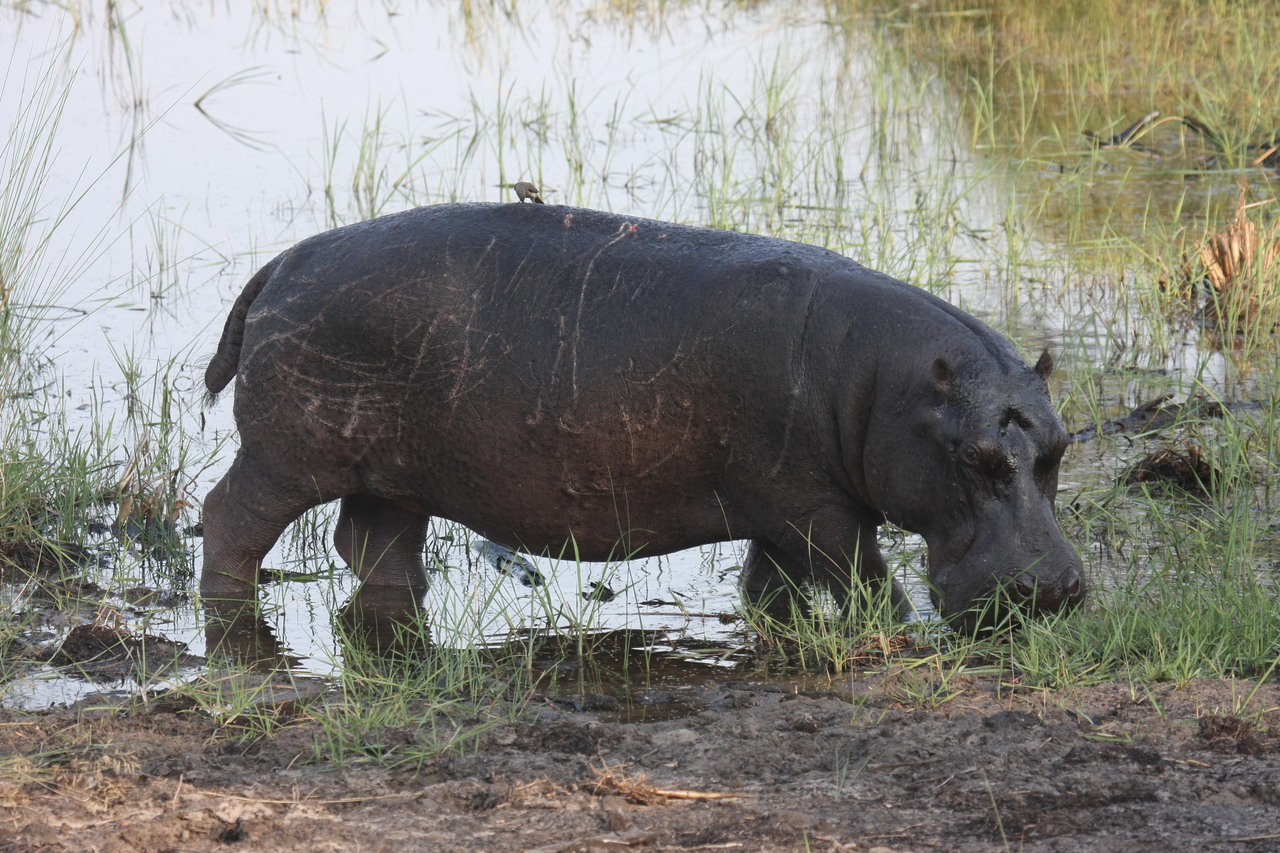 [27805] 2016_07_02_02_49_25_Africa_Canon_EOS_40D_IMG__04824.jpg