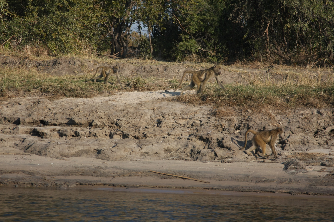[28271] 2016_07_02_10_27_49_Africa_Canon_EOS_40D_IMG__12058.jpg