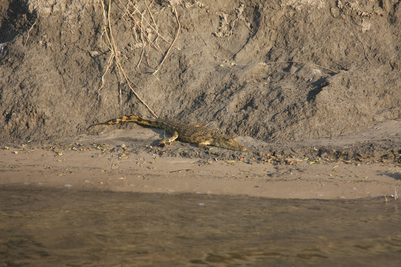 [28361] 2016_07_02_10_49_24_Africa_Canon_EOS_40D_IMG__04642.jpg