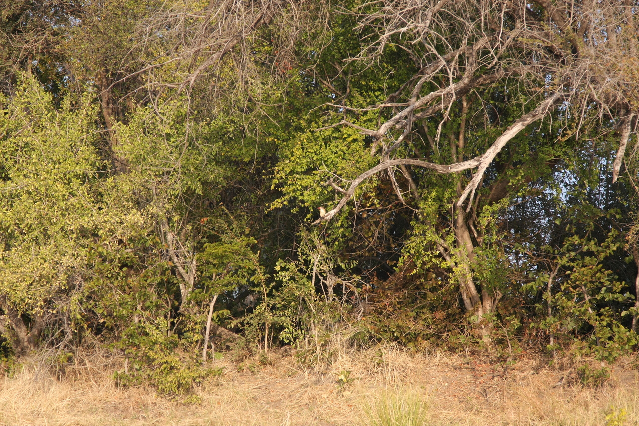 [28388] 2016_07_02_10_56_13_Africa_Canon_EOS_40D_IMG__12099.jpg