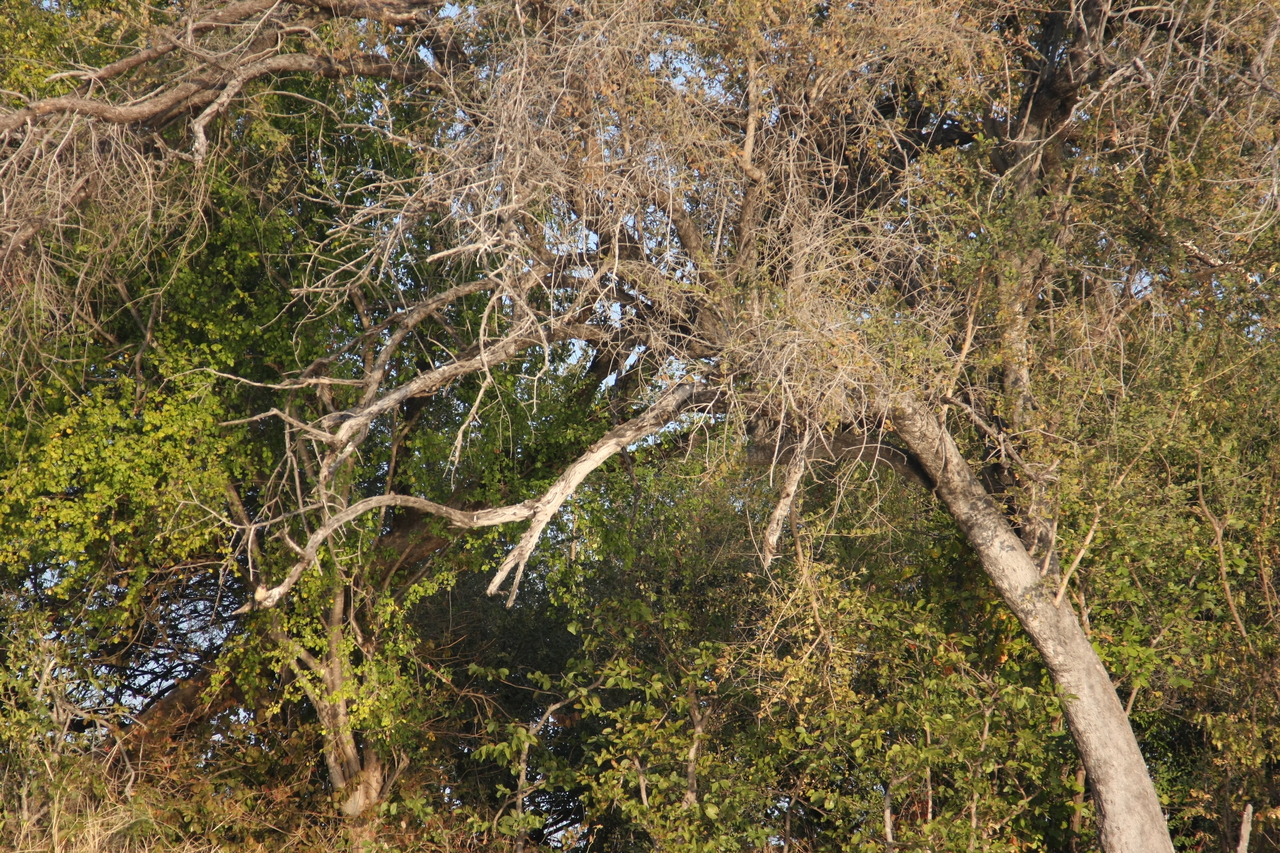 [28393] 2016_07_02_10_56_34_Africa_Canon_EOS_40D_IMG__12100.jpg