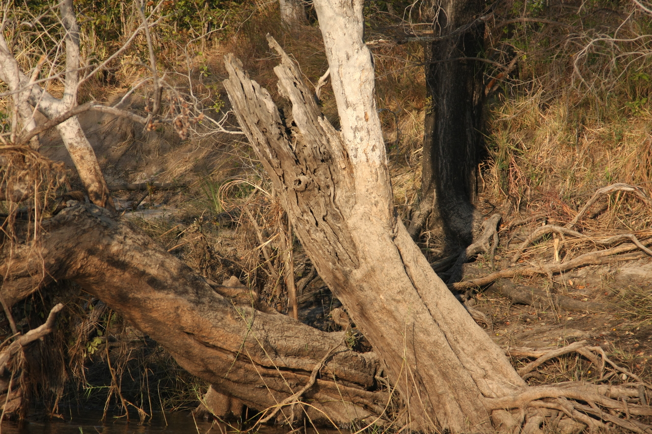 [28424] 2016_07_02_10_59_45_Africa_Canon_EOS_40D_IMG__12113.jpg